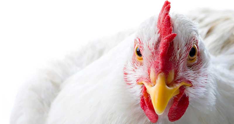 Représentant(e) commercial(e) – Marchés Laitier & Grandes Cultures