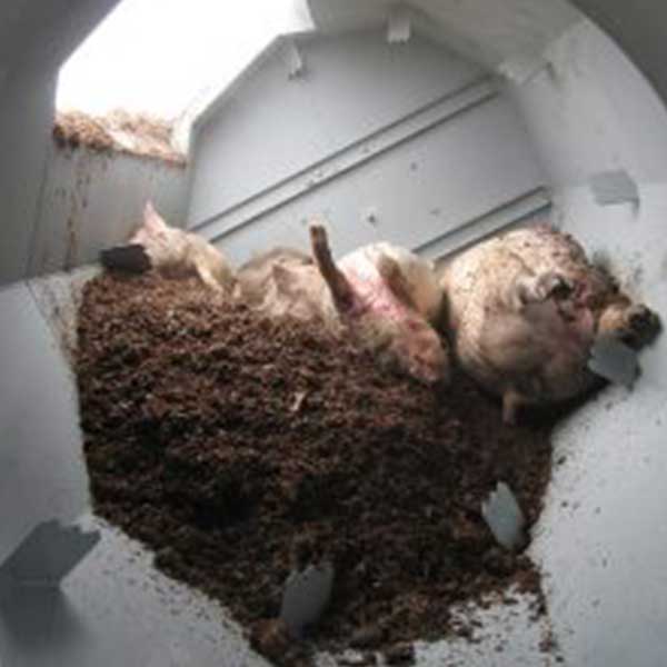 Composting animal mortality