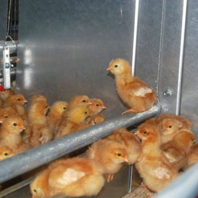 Aviaries for young chicks